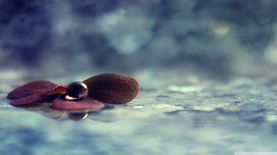 brown petaled flower, closeup, water, plants, macro HD wallpaper