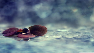 brown petaled flower, closeup, water, plants, macro