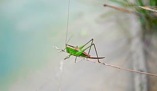 photography of grasshopper HD wallpaper