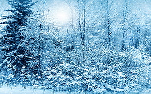 trees with covered with snow photo in winter season