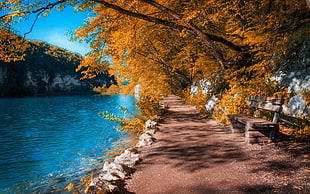 brown trees at pathway near river during daytime HD wallpaper
