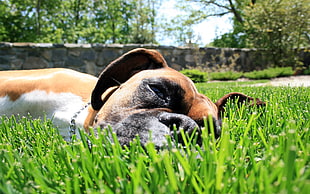 tan boxer lying on grass field at daytime