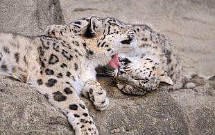 leopards at daytime