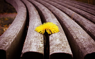 yellow Dandelion between brown wooden planks close-up photography