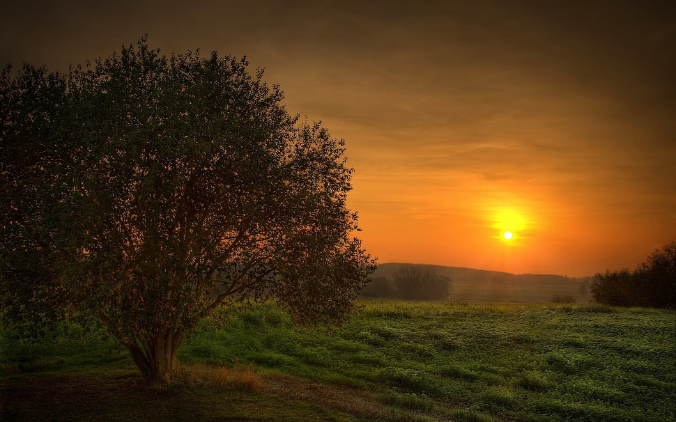 trees and green grass photography HD wallpaper