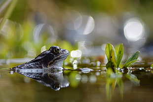 brown frog soaking on body of water near on green plant