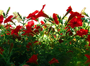 close-up photography of red petaled flowers