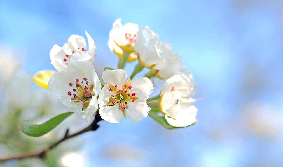 selective focus photography of white Orange Blossom  petaled flower HD wallpaper