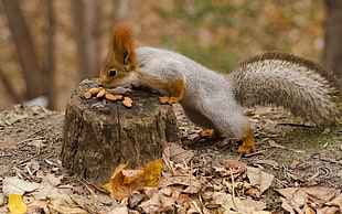 brown and gray squirrel on top of tree stump HD wallpaper