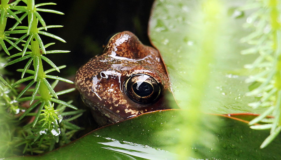 brown frog HD wallpaper