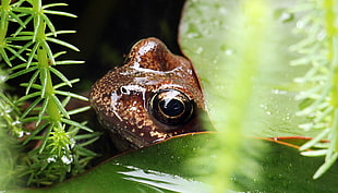 brown frog