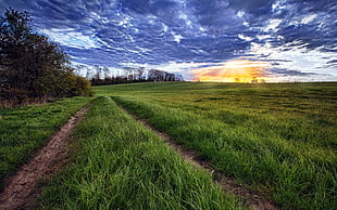 green grass field during sunrise HD wallpaper