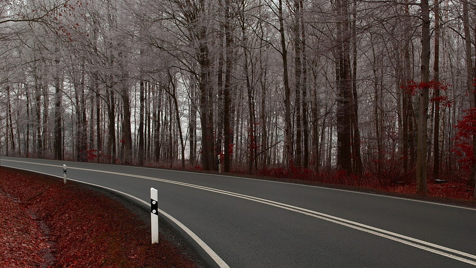 gray asphalt road, road, fall HD wallpaper