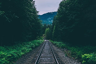 gray and black railroad, nature, forest, landscape, railway HD wallpaper