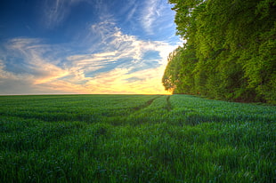green grassy field over horizon