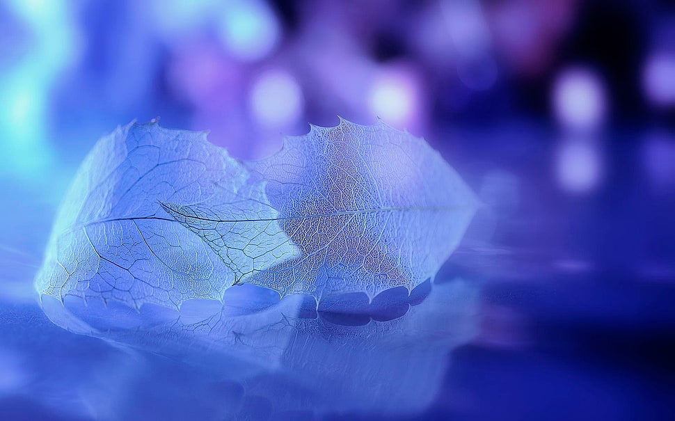 clear leaves and bokeh lights HD wallpaper