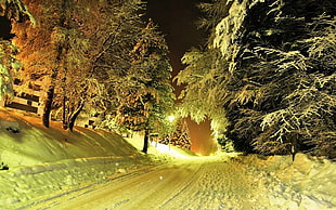 green pine trees, road, snow, trees, lights