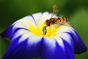 selective focus of Hoverfly on blue and white petaled flower HD wallpaper