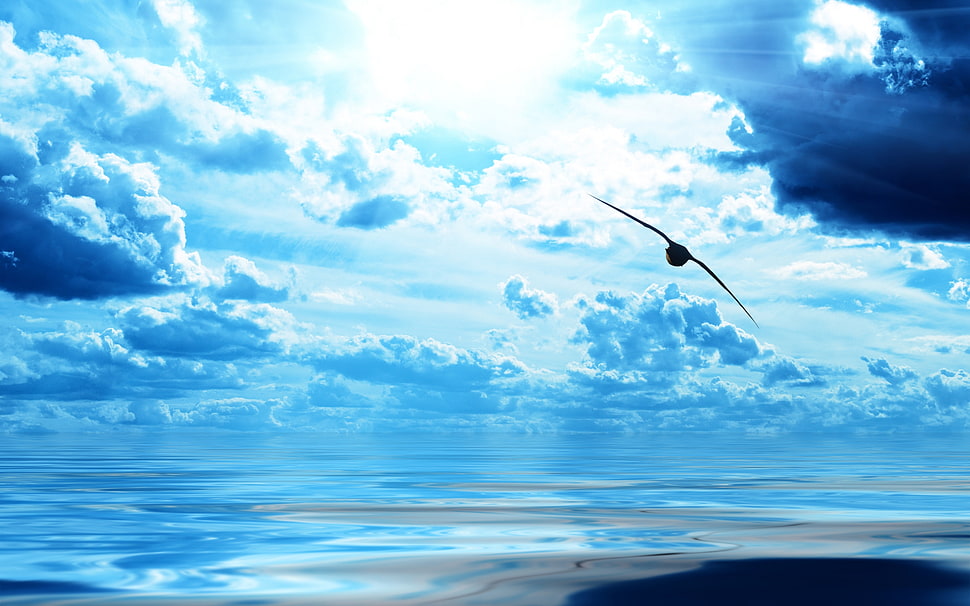 bird flapping its wing photo HD wallpaper