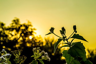 closeup photography of green plant at sunset