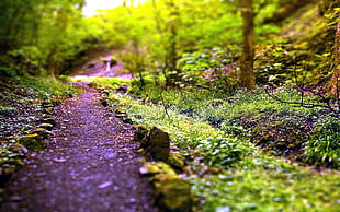 selective focus photography of green grass field