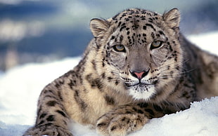black and gray leopard on snow ground