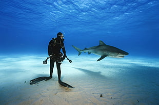 gray shark, nature, underwater, shark, animals
