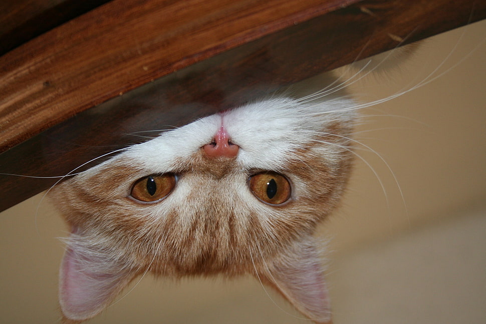 orange tabby cat on brown wooden surface HD wallpaper