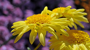 close-up photography of yellow flowers