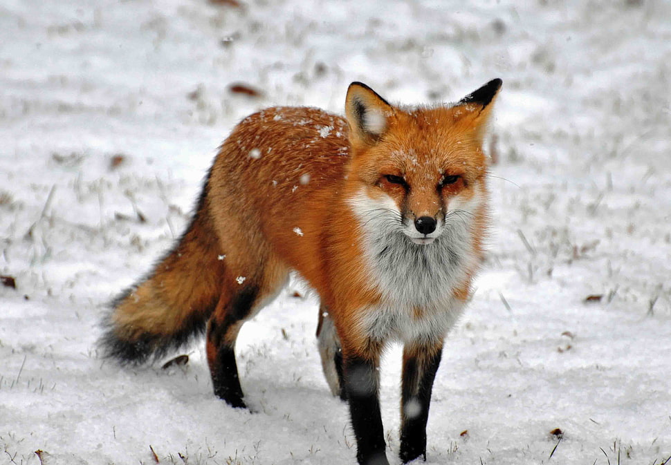 brown and black cat figurine, animals, fox, snow HD wallpaper