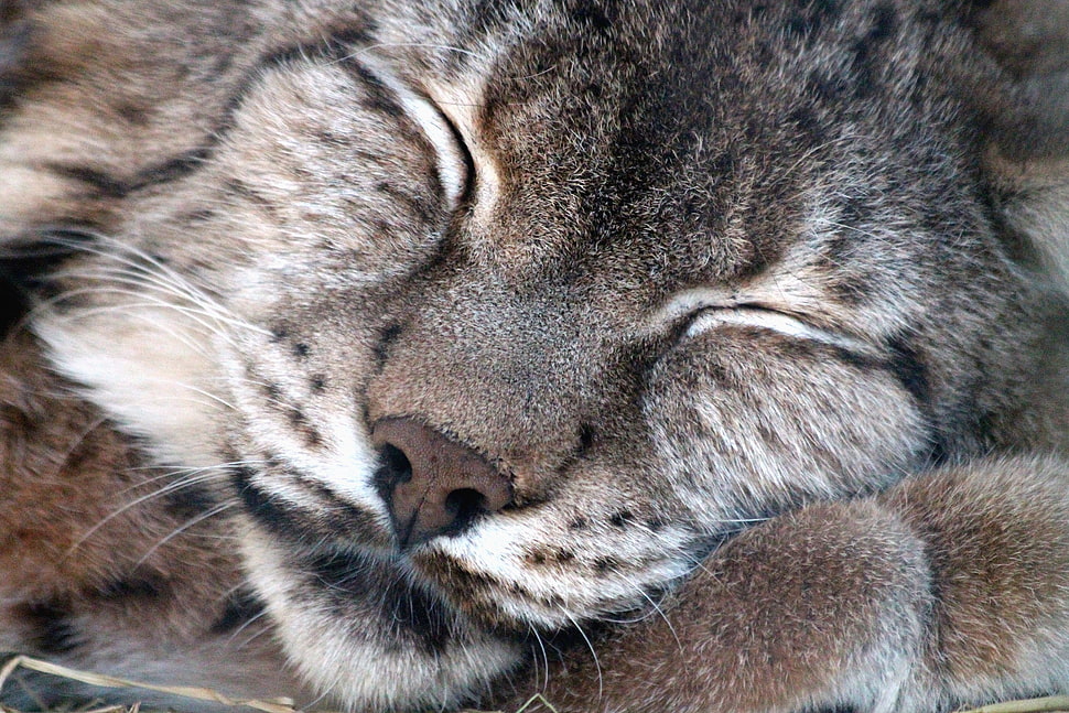gray and white animal HD wallpaper