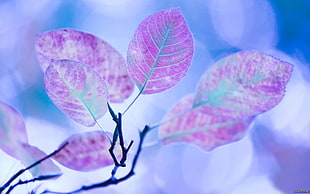 pink leaves, closeup HD wallpaper