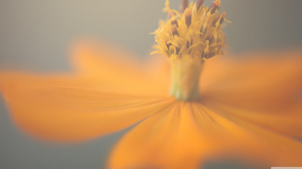orange multi-petal flower, nature, macro, flowers, plants HD wallpaper
