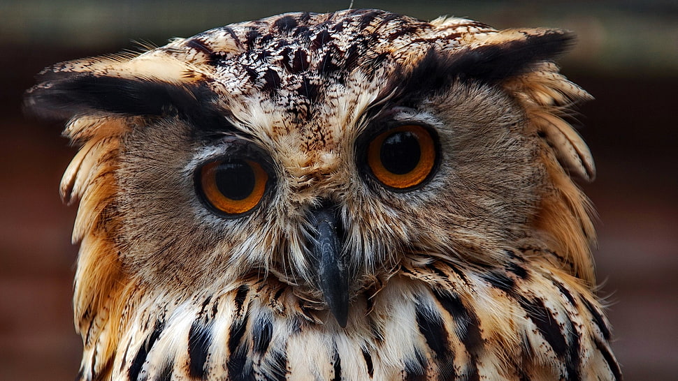 brown Owl bird HD wallpaper