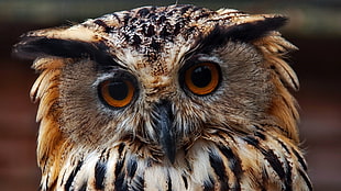 brown Owl bird