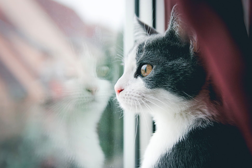 kitten staring at window HD wallpaper