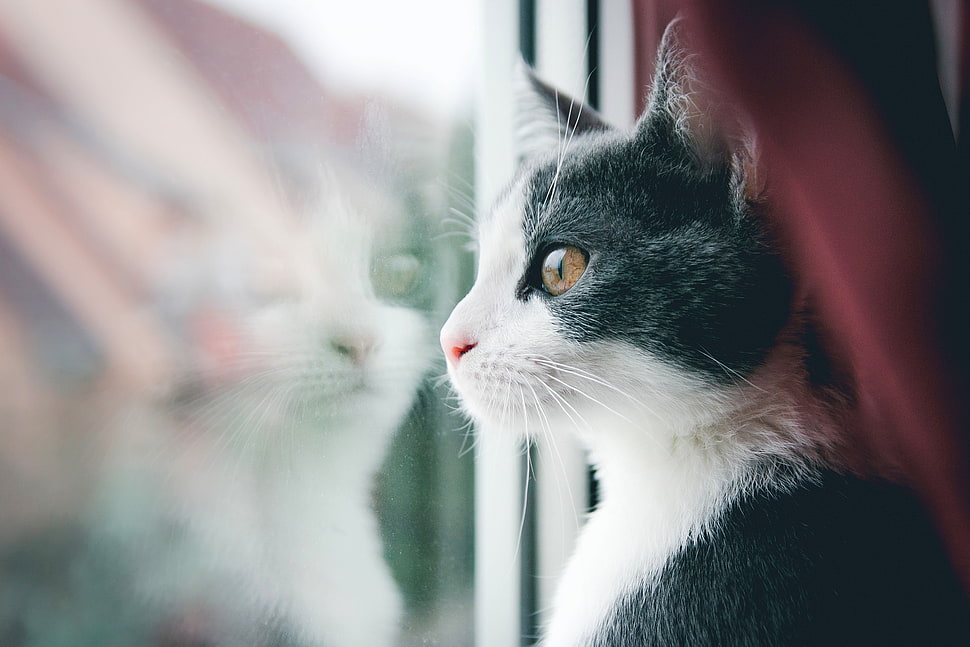 kitten staring at window HD wallpaper