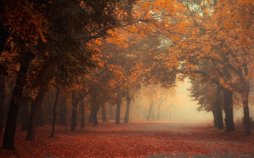 trees during fall HD wallpaper