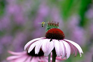 selective focus photography of pink Coneflower and Bee HD wallpaper