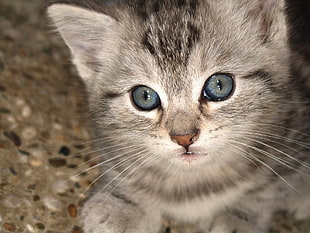 silver tabby kitten