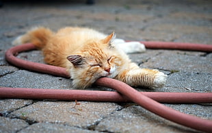orange fur cat lying on concrete bricks