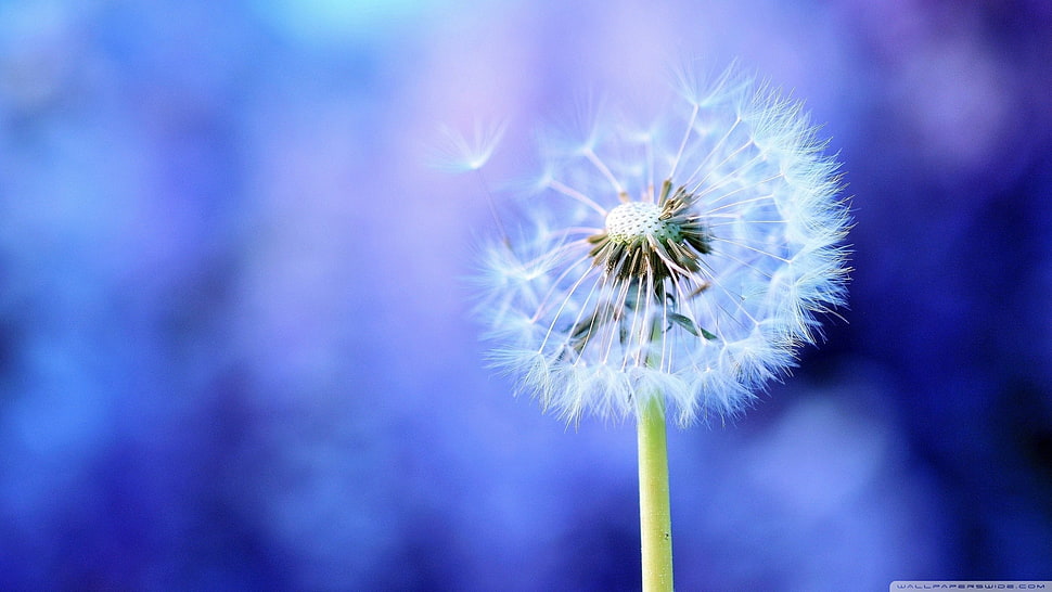 white flower, nature, macro, plants, flowers HD wallpaper