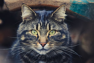 selective focus photography of short-fur grey cat digital wallpaper