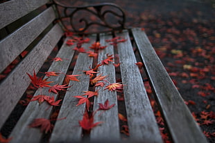 red leaf flowers on brown wooden bench\