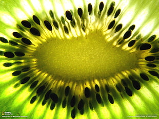 selective focus photo of plant, National Geographic, kiwi (fruit), fruit, macro