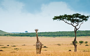 Giraffe walking on a savana