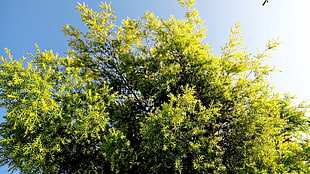 green tall tree in low angle photography
