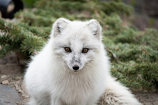 Arctic fox HD wallpaper