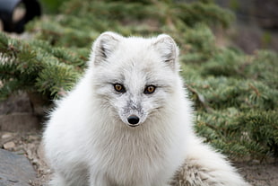Arctic fox