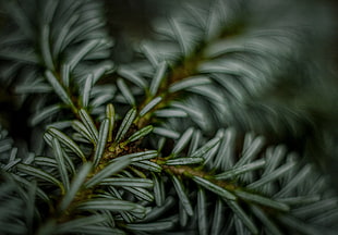 macroshot photo of leaf